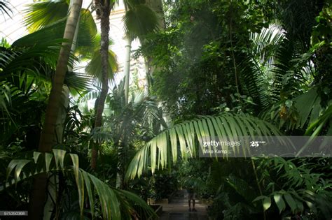 News Photo The Palm House At Kew Gardens In London United Kew