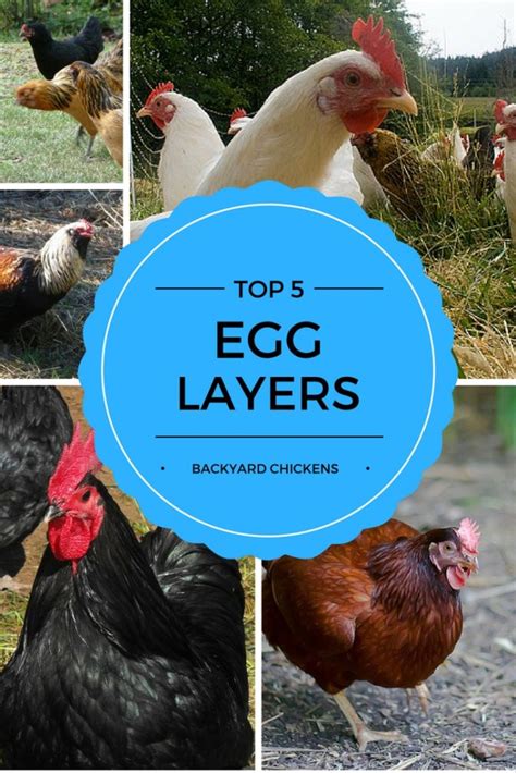 Top Best Egg Laying Chickens Backyard Chicken Zone