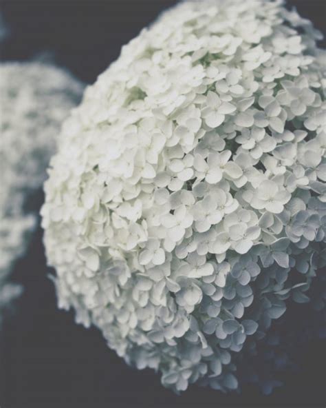 Hydrangea Arborescens Annabelle Ortensia Annabelle Codiferro