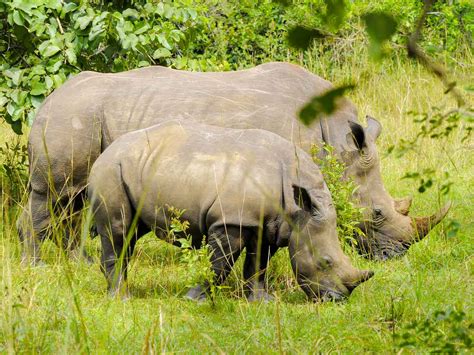 Day Ziwa Rhino Uganda Safaris Wilderness Of Africa