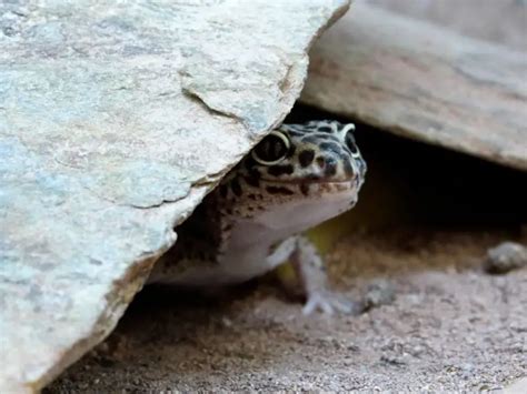 Common Leopard Gecko - Facts, Diet, Habitat & Pictures on Animalia.bio