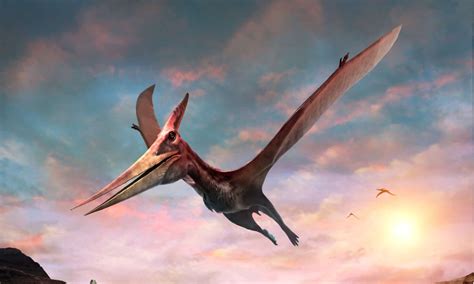 Pteranodon - A-Z Animals