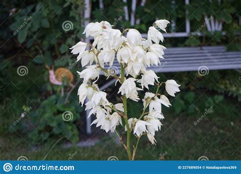 Yucca Blooming With White Flowers In July Yucca Is A Genus Of