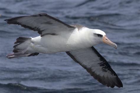 Transboundary Connectivity Laysan Albatross Mico