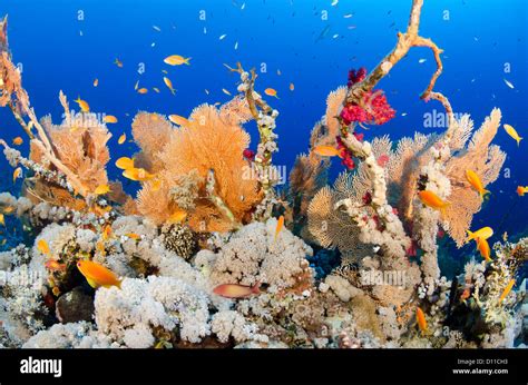 Typical Red Sea Coral Reef Panorama Reef Safaga Egypt Red Sea