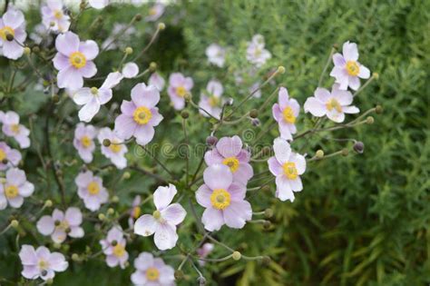 Anemone Hupehensis Called As Japanese Anemone Stock Image Image Of