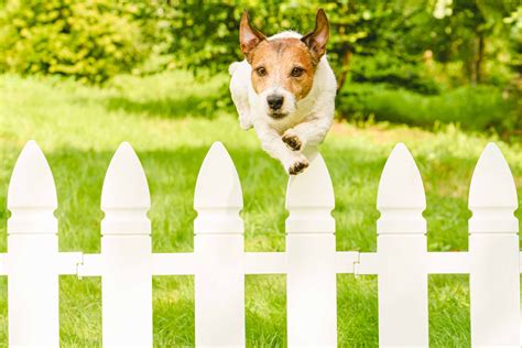Agile unstoppable dog jumping over fence escaping from backyard - Metropol
