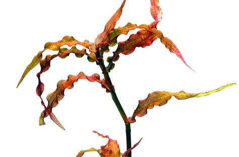 Мурданния красная (Murdannia sp. «Red»)