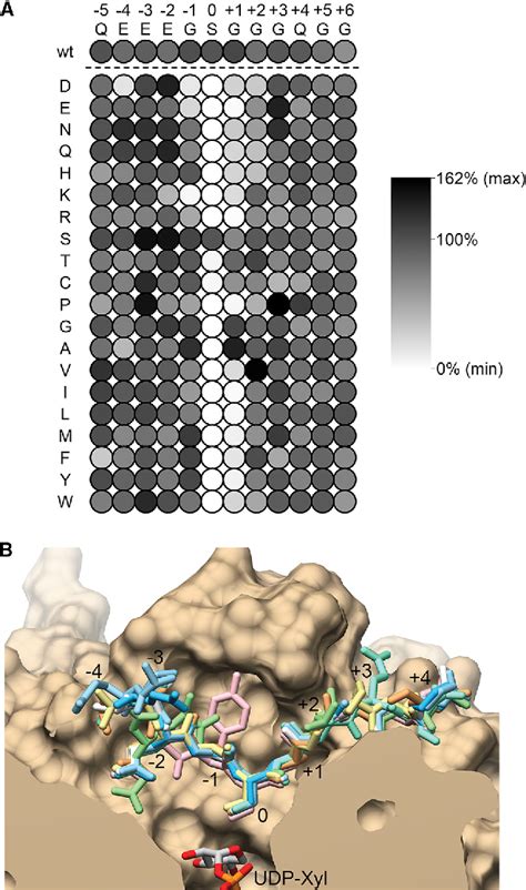 Figure From Structural Basis For The Initiation Of Glycosaminoglycan