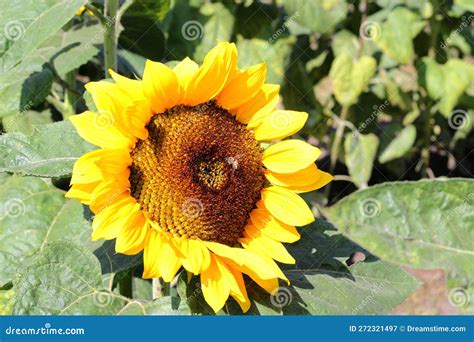 Bees Are Sunflower Help Pollination Bees Planting Sunflowers Is