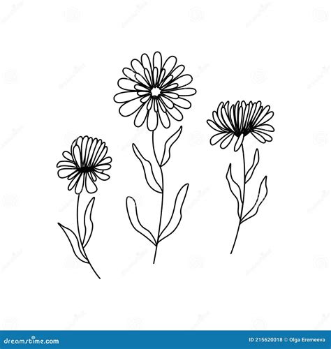 Aster Doodle Flower With Stem And Leaf Vector Hand Drawn Color Sketch