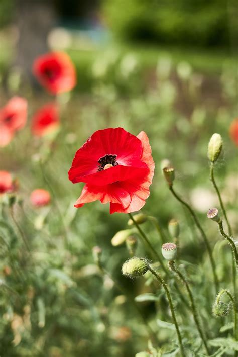 hinh anh hoa anh tuc dep nhat va  nghia hoa anh tuc top  shop hoa