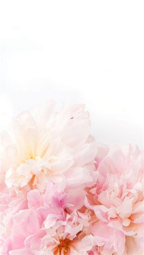 꽃 폰배경화면 : 네이버 블로그 | Flower backgrounds, Flowers photography, Flower ...