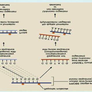 Nucleic acid hybridization process. | Download Scientific Diagram