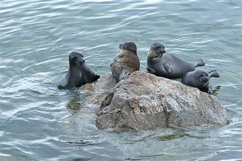 Foca Del Baikal Fotos Banco De Fotos E Imágenes De Stock Istock