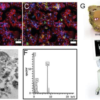 -Fluorescence microscopy images of TPSi NP-labeled MSCs. (A) TPSi NPs ...