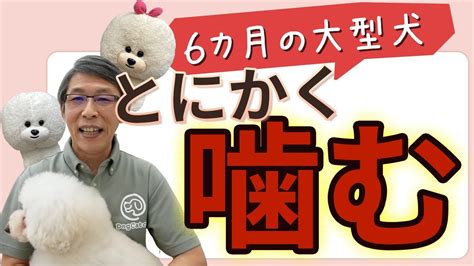 【犬のしつけ】6ヵ月のゴールデンがとにかく噛む【悩み相談ライブ切り抜き】 Youtube