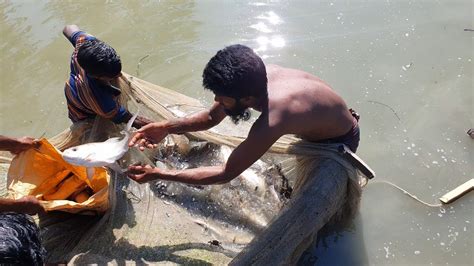 Amazing Traditional Village Fish Catching By Net Unique Fish Catching