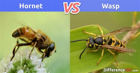 Hornet Vs Wasp Key Differences Pros And Cons Faq Difference 101