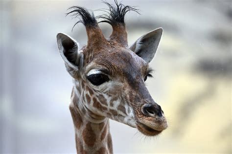 Niger S Threatened Giraffes Find New Home