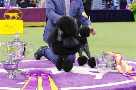 Miniature Poodle Wins Best In Show At Westminster Dog Show 2024