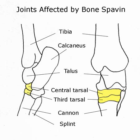 Managing Bone Spavin in Horses