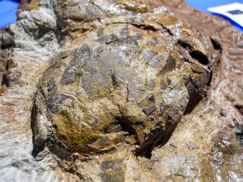 HELDER BARROS História Paleontologia A Lourinhã conhecida pelos