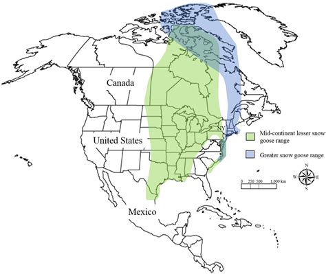 Geese Migration Patterns