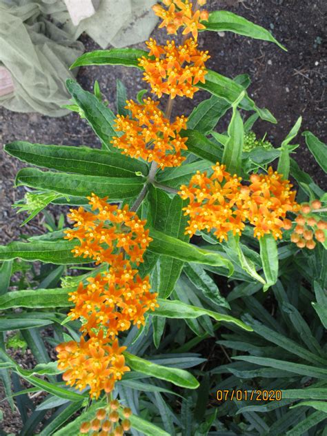 100 Orange Butterfly Weed Seeds Asclepias Tuberosa Milkweed 4 Monarchs