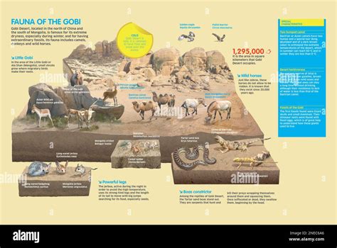 Infographic that shows us the characteristic fauna of Gobi Desert, one
