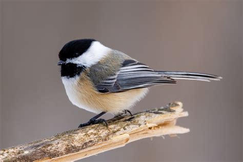 What Do Chickadees Sound Like: Song & Sounds - SongbirdHub