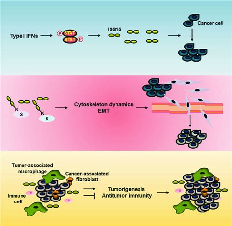 Isg15 And Its Conjugation In Cancer Upregulation Of Isg15 Promotes