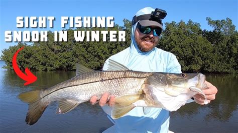 Sight Fishing Snook Redfish In The Winter On The Water Report Youtube