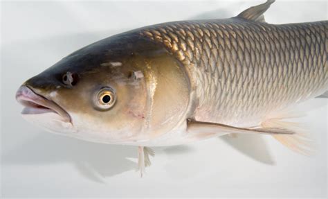 Ontario Anglers Asked To Watch For Asian Grass Carp In The Great Lakes Sault Ste Marie News