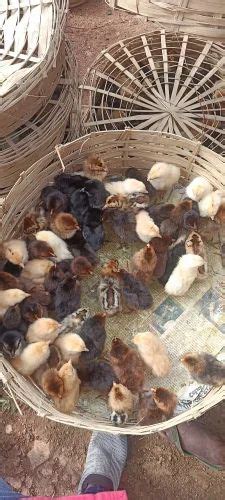 Sonali Desi Pure Chicks At Rs 28 Piece Broiler Chicks In Hazaribagh