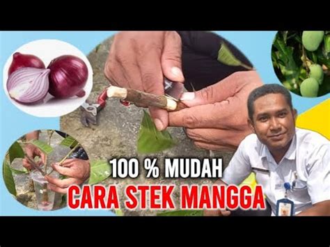 PERTANIAN CARA STEK MANGGA 100 MUDAH MENGGUNAKAN AIR DAN BAWANG