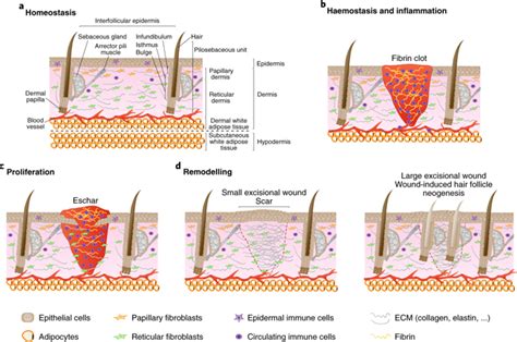 Stem Cell Dynamics Migration And Plasticity During Wound Healing