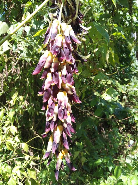 Mucuna Pruriens Fabaceae Image 239201 At PhytoImages Siu Edu