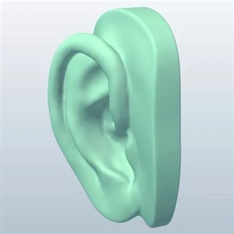 Ear 3D Model Free