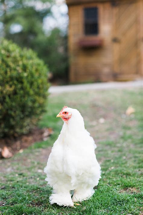 "Free Ranging Chicken" by Stocksy Contributor "Melissa Ross" - Stocksy