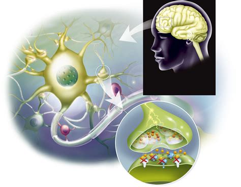 The Role of Neurotransmitters