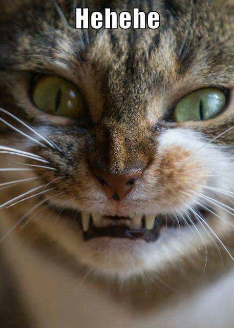 Evil Laugh Cats Funny Cats Cute Cats