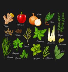 Cartoon Herb Spices Vector Images Over 3 100