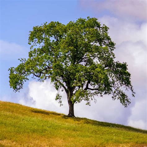West Coast Live Oaks For Sale