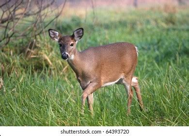 16,642 Whitetail Doe Deer Images, Stock Photos, 3D objects, & Vectors | Shutterstock