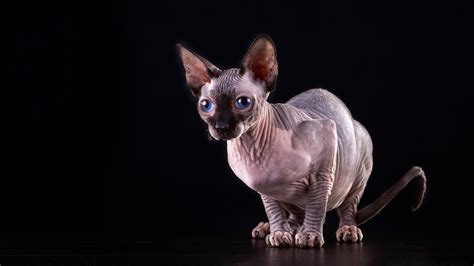 Sphynx Kittens Wallpapers - Wallpaper Cave