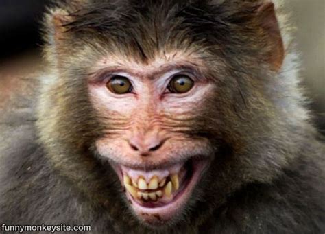 Funny Smiling Monkey Face Monkey Smiling, Monkey Face, Funny Animals ...