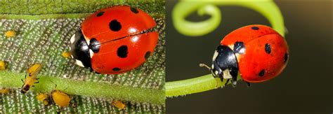 Types Of Ladybugs Found In Canada Id Guide Bird Watching Hq