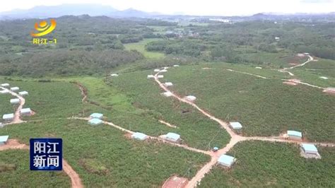 阳西莲花村：种养结合带动村民脱贫致富牛大力种养脱贫致富新浪新闻