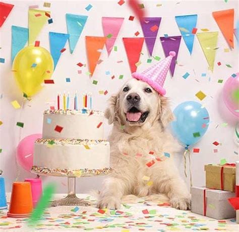 How Do You Throw A Dog Birthday Party